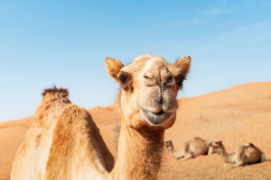 Paul Pogba zainwestował w wyścigi wielbłądów