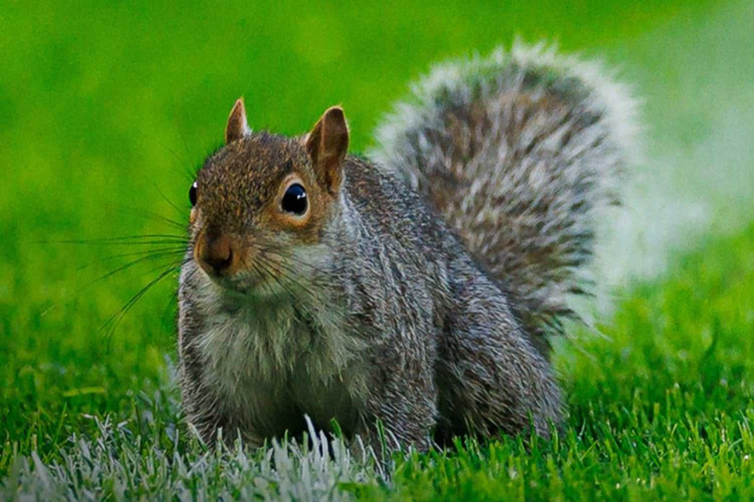 „Zawodnikiem” meczu w Championship została... wiewiórka [WIDEO]